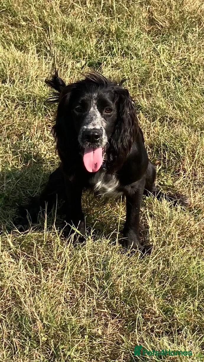 Cocker Spaniel dogs Cocker spaniel 10 months - Advert 2