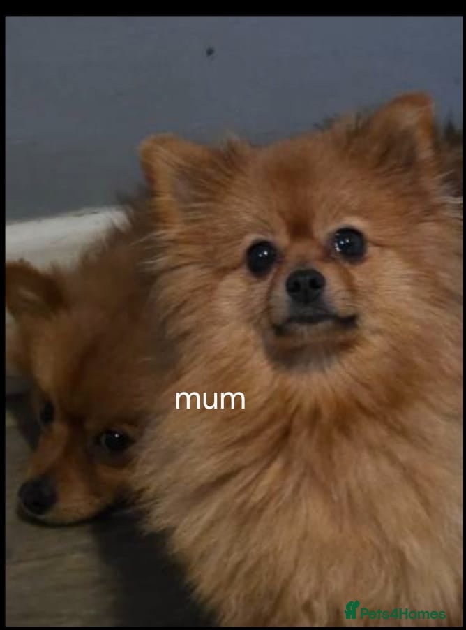 Pomeranian dogs Teddy face Pomeranian  - Advert 7