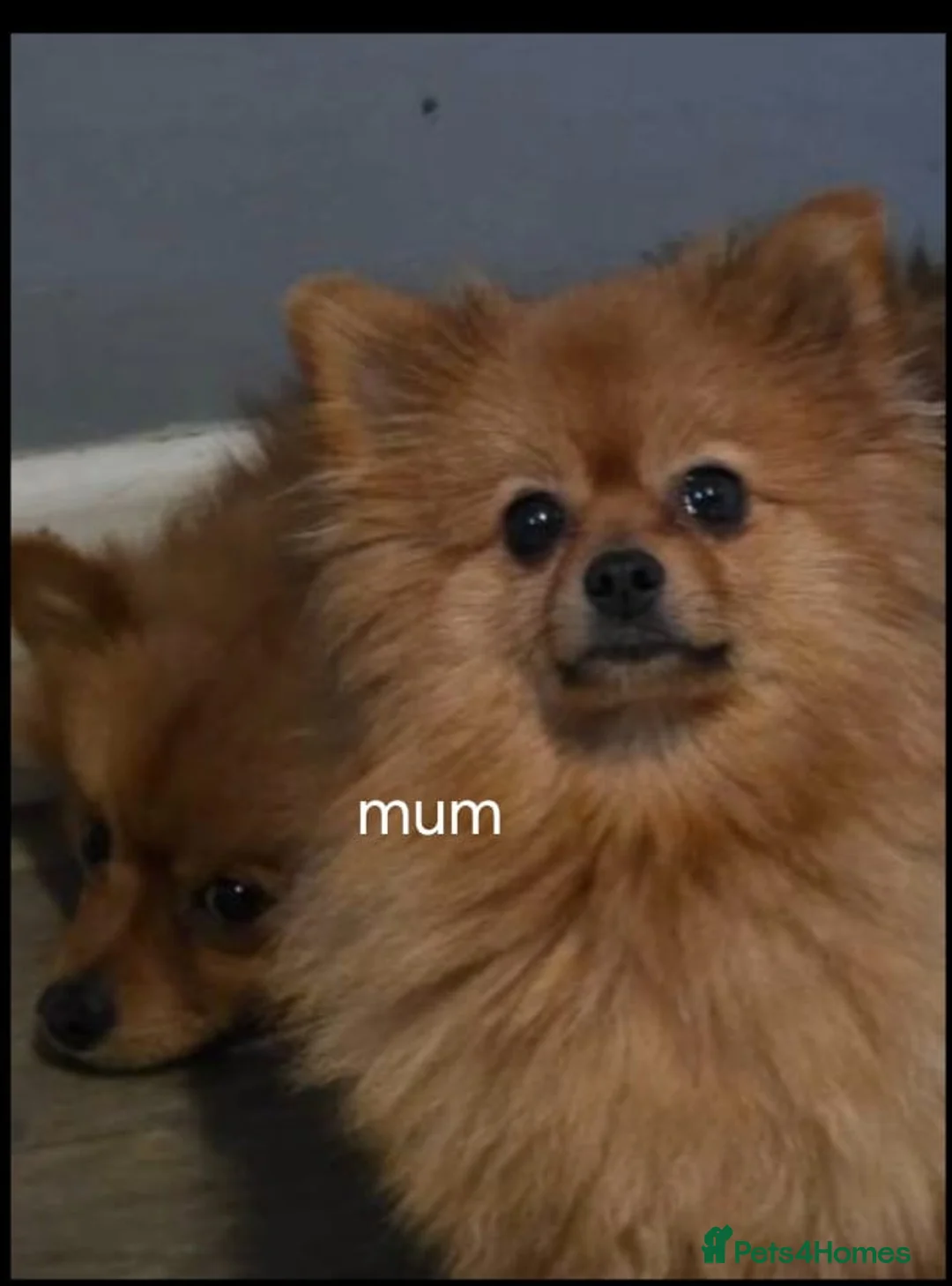 Pomeranian dogs for sale: Teddy face Pomeranian  - Advert 1