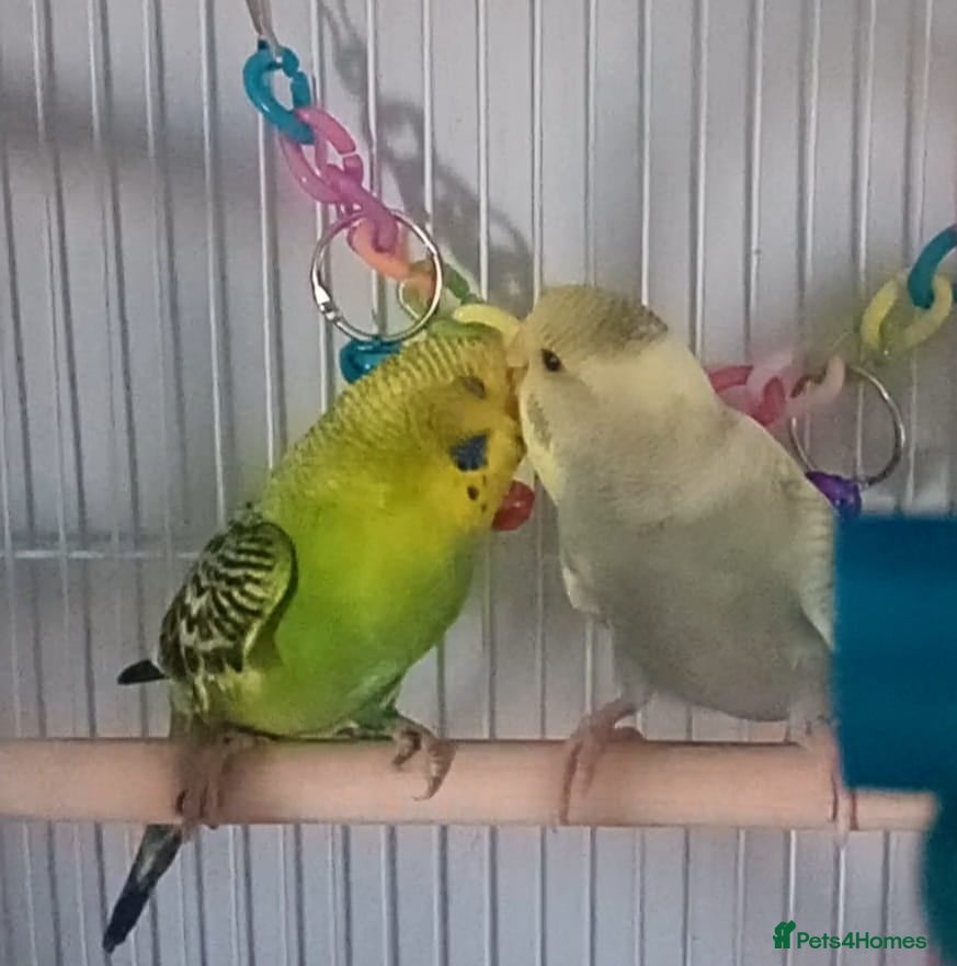 Budgerigars birds Two male bonded budgies - Advert 1