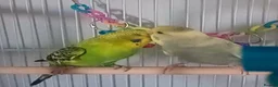 Budgerigars birds for sale: Two male bonded budgies - Advert 1