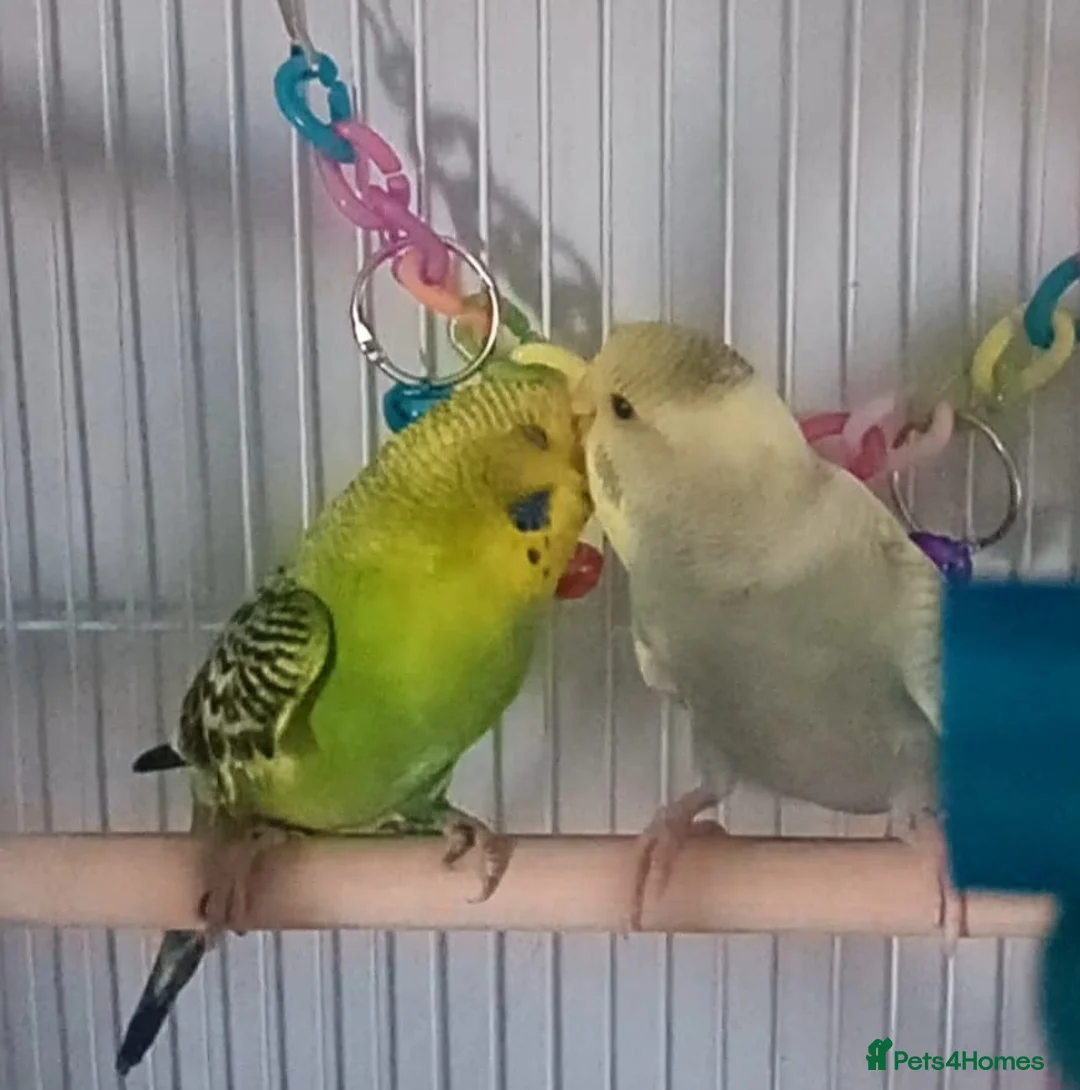 Budgerigars birds for sale: Two male bonded budgies - Advert 1