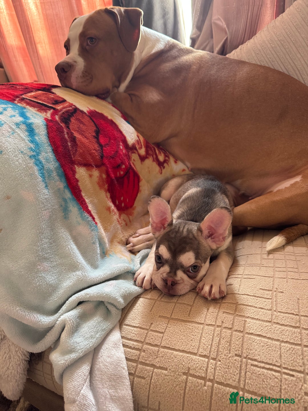 French Bulldog dogs for sale: eA husky French bulldog female - Advert 3