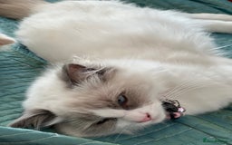 Ragdoll cats for sale: Blue mitted and bicolour ragdolls - Image 25