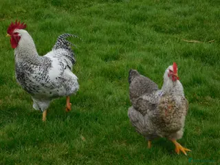 Chickens poultry Silver Bielefelder Hatching Eggs x 6 - Advert 1