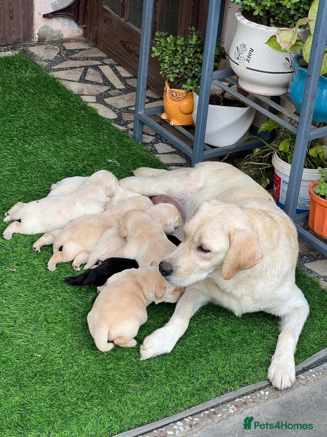 Labrador Retriever dogs for sale: Stunning Labrador Puppies . - Advert 7