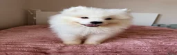 Samoyed dogs for sale: Crufts line + health tested Samoyeds - Advert 7