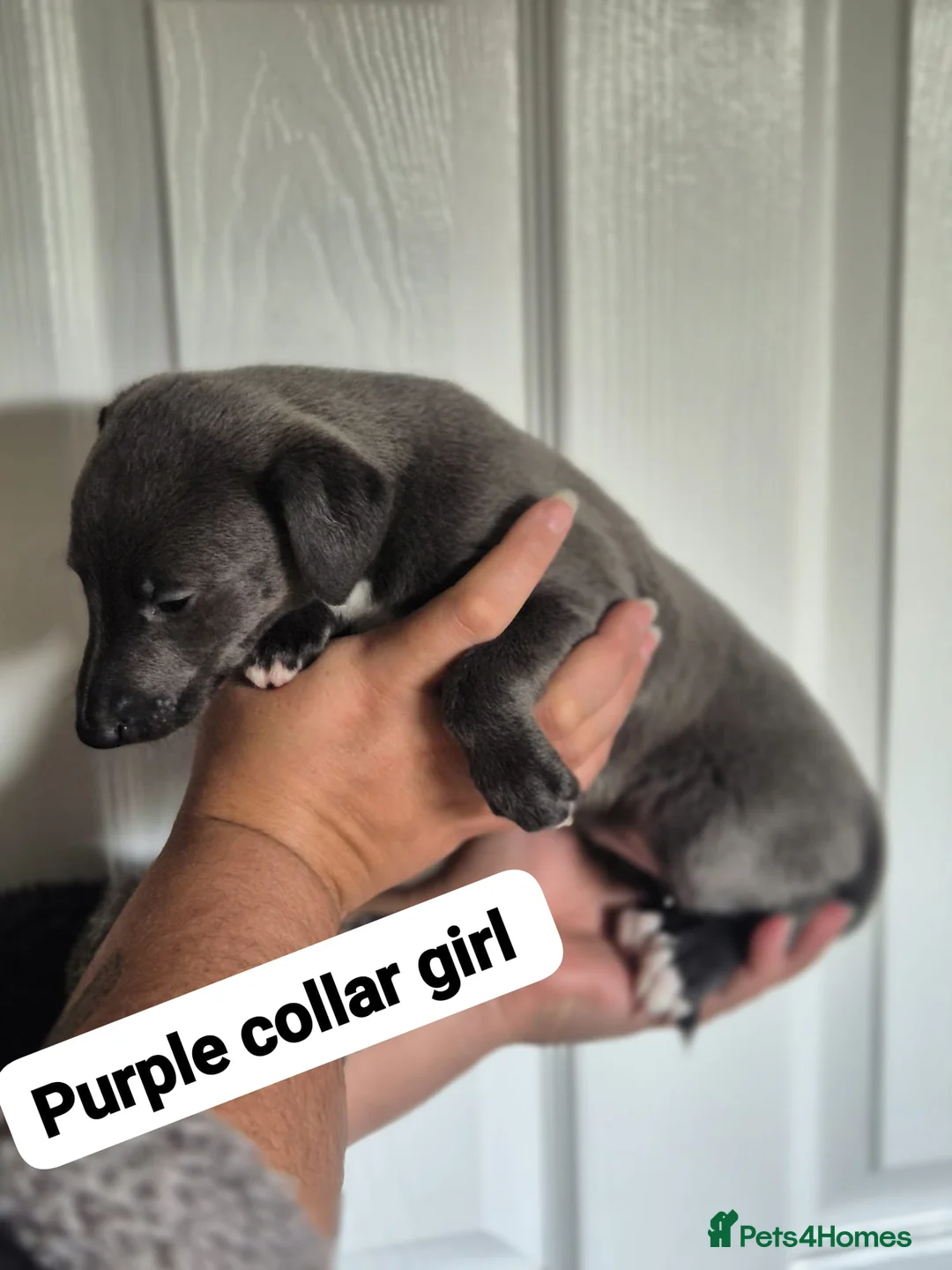 Whippet dogs for sale: Beautiful litter of Whippets - Advert 8
