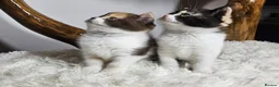 British Shorthair cats for sale: Tica British Shorthair & Longhair Champion Lines in Wigan - Advert 23