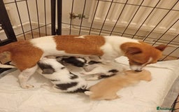 Chihuahua dogs for sale: Chihuahua Puppies - Image 6