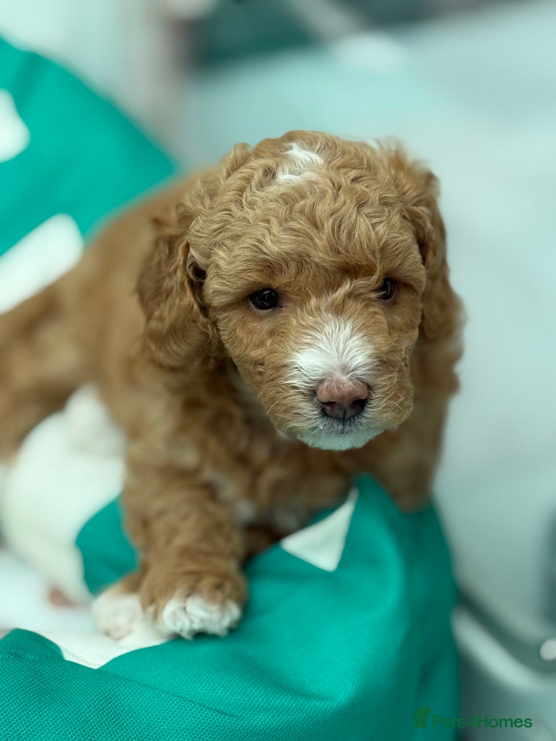 Poochon dogs for sale: 🐾 Adorable Mini Poochon Puppy – Milo 🐾 - Image 7