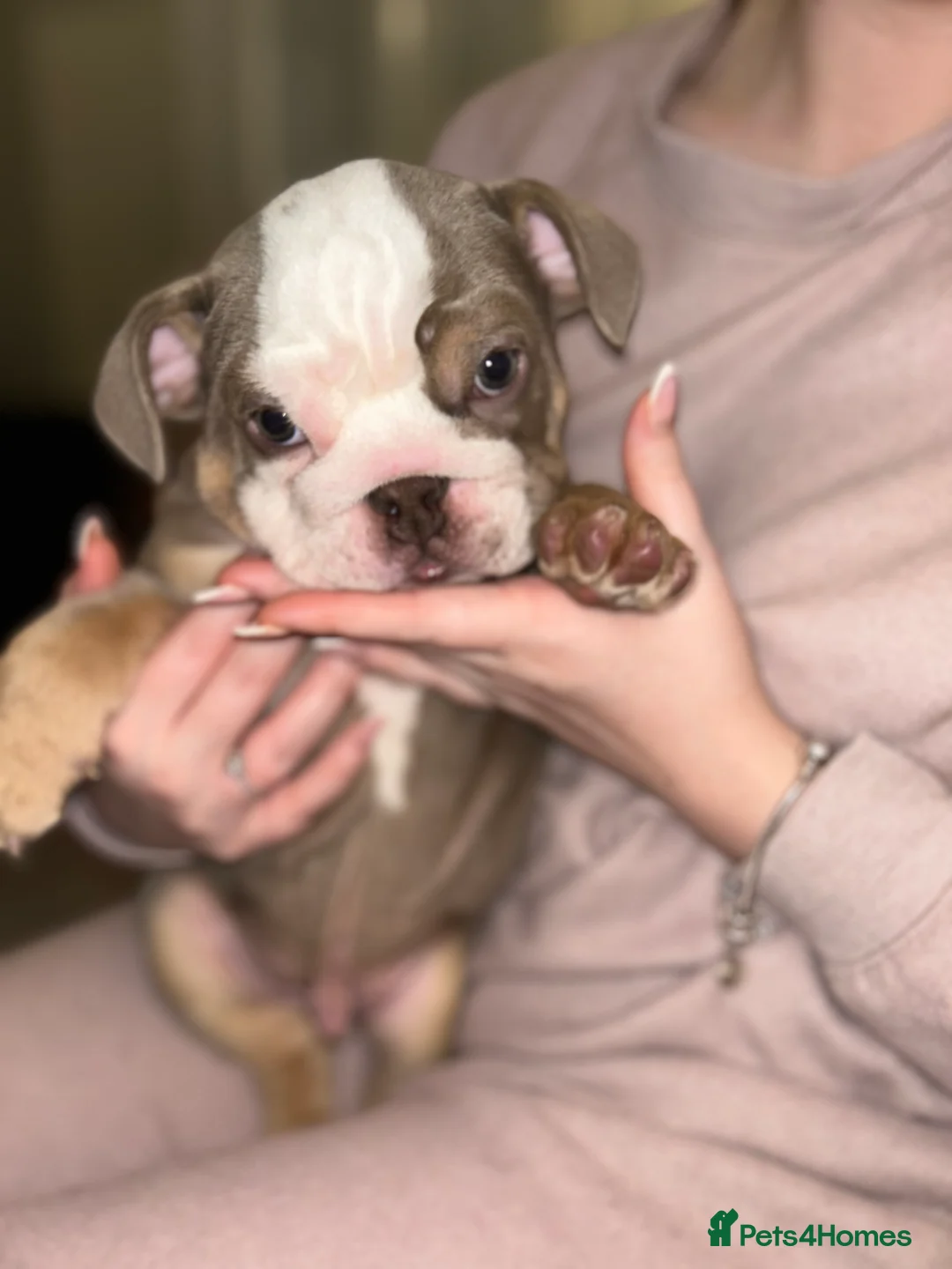 English Bulldog dogs for sale: KOBE X DARLA 5x SMALL COMPACT UNREAL🔥 - Advert 19