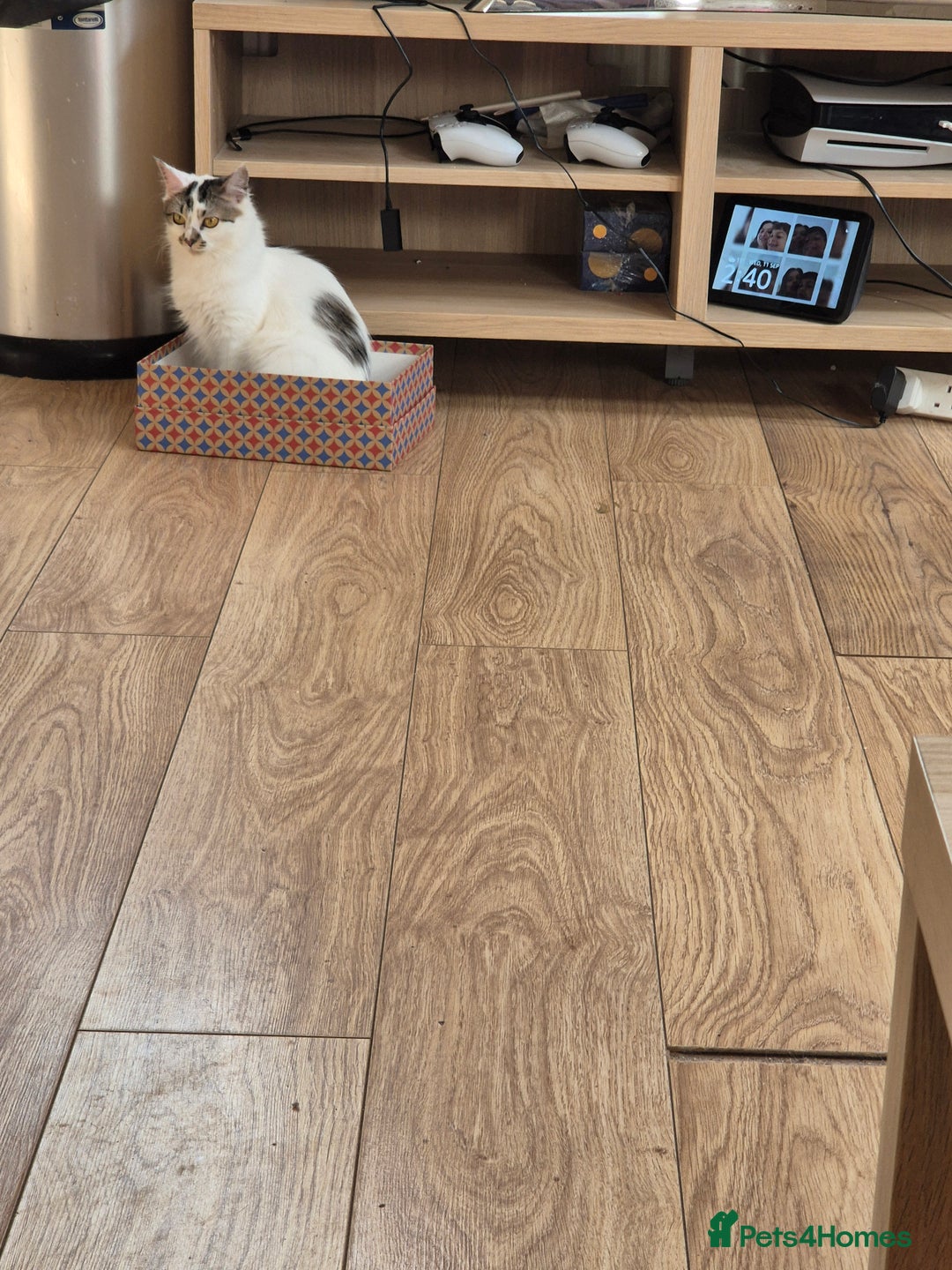 Mixed Breed cats for sale: Two cats to go to a good home - Advert 7