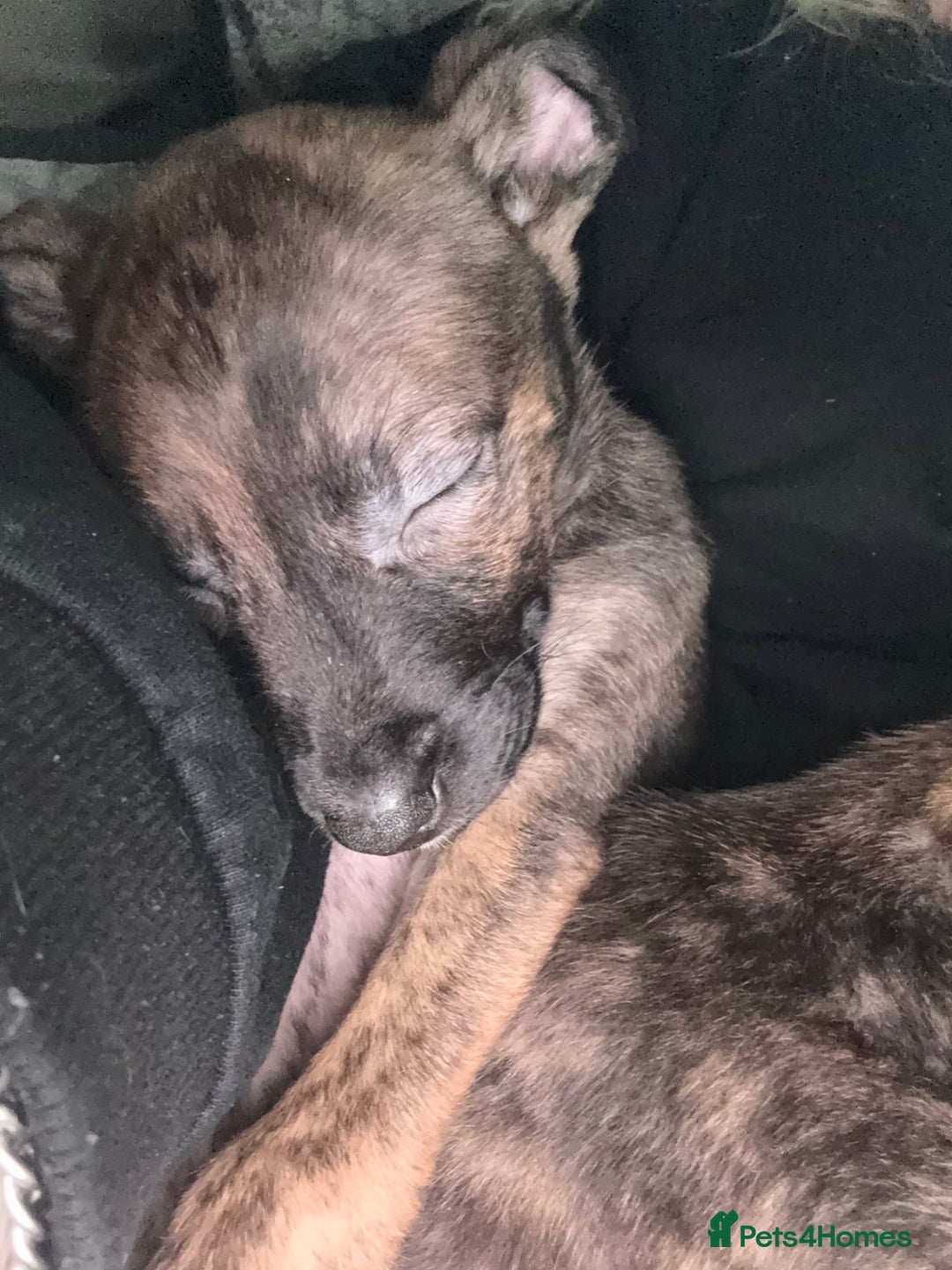 Mixed Breed dogs for sale: sunshine - Advert 2