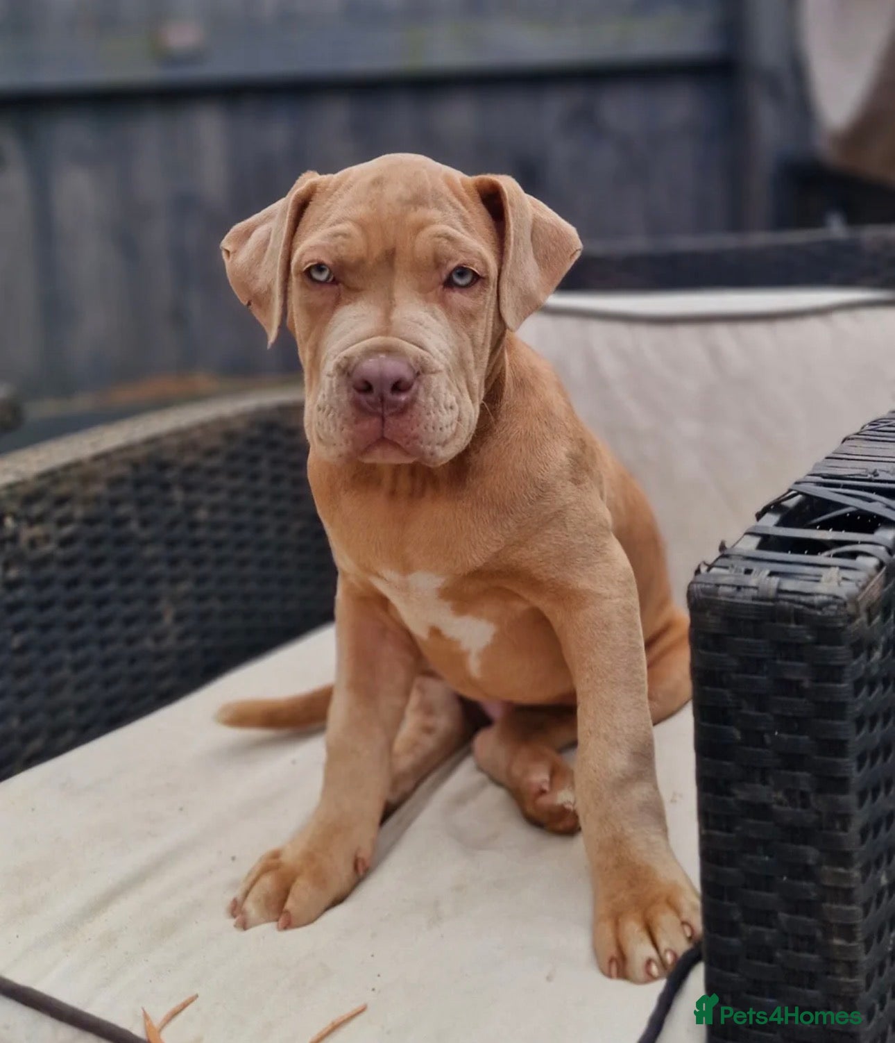 Mixed Breed dogs Mastiff cross - Advert 1