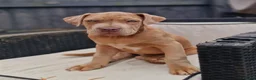 Mixed Breed dogs for sale: Mastiff cross in Barnstaple - Advert 1