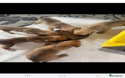 Lurcher dogs for sale: Lurcher long an short wired puppies - Image 11