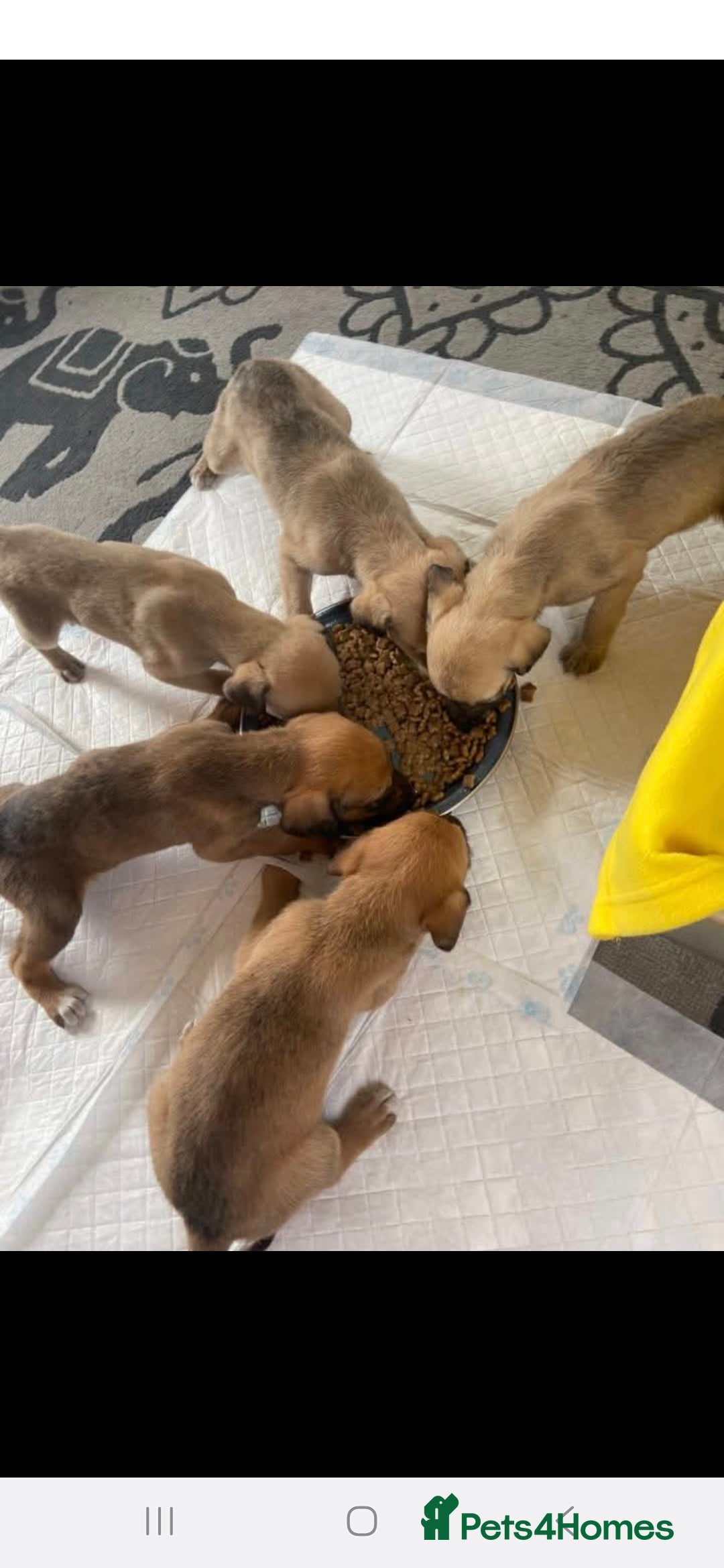 Lurcher dogs for sale: Lurcher long an short wired puppies - Image 11