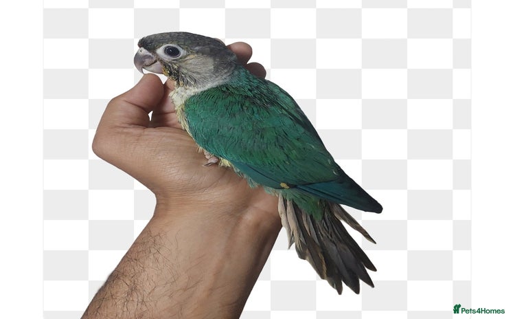 Conures birds - Advert 1