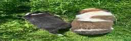 Border Collie dogs for sale: 4 gorgeous Border Collie Puppies - Advert 11