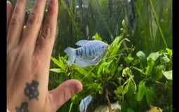 Plecos fish for sale: Juvenile bristle-nose plecos - Image 9