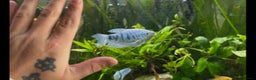Plecos fish for sale: Juvenile bristle-nose plecos - Advert 9