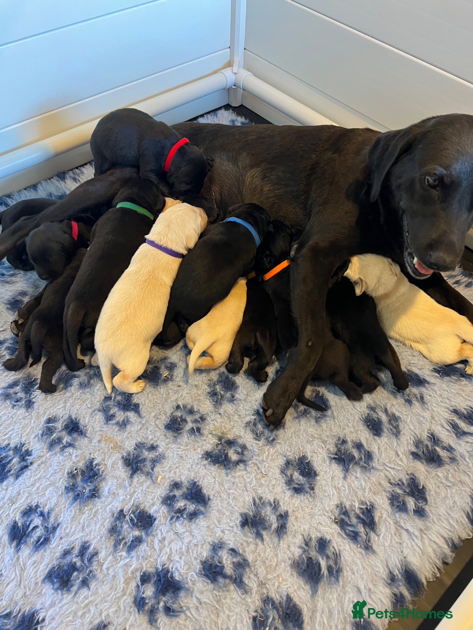 Labrador Retriever dogs Exquisite KC FTCH Labrador Puppies - Advert 2