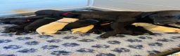 Labrador Retriever dogs for sale: Exquisite KC FTCH Labrador Puppies - Advert 2