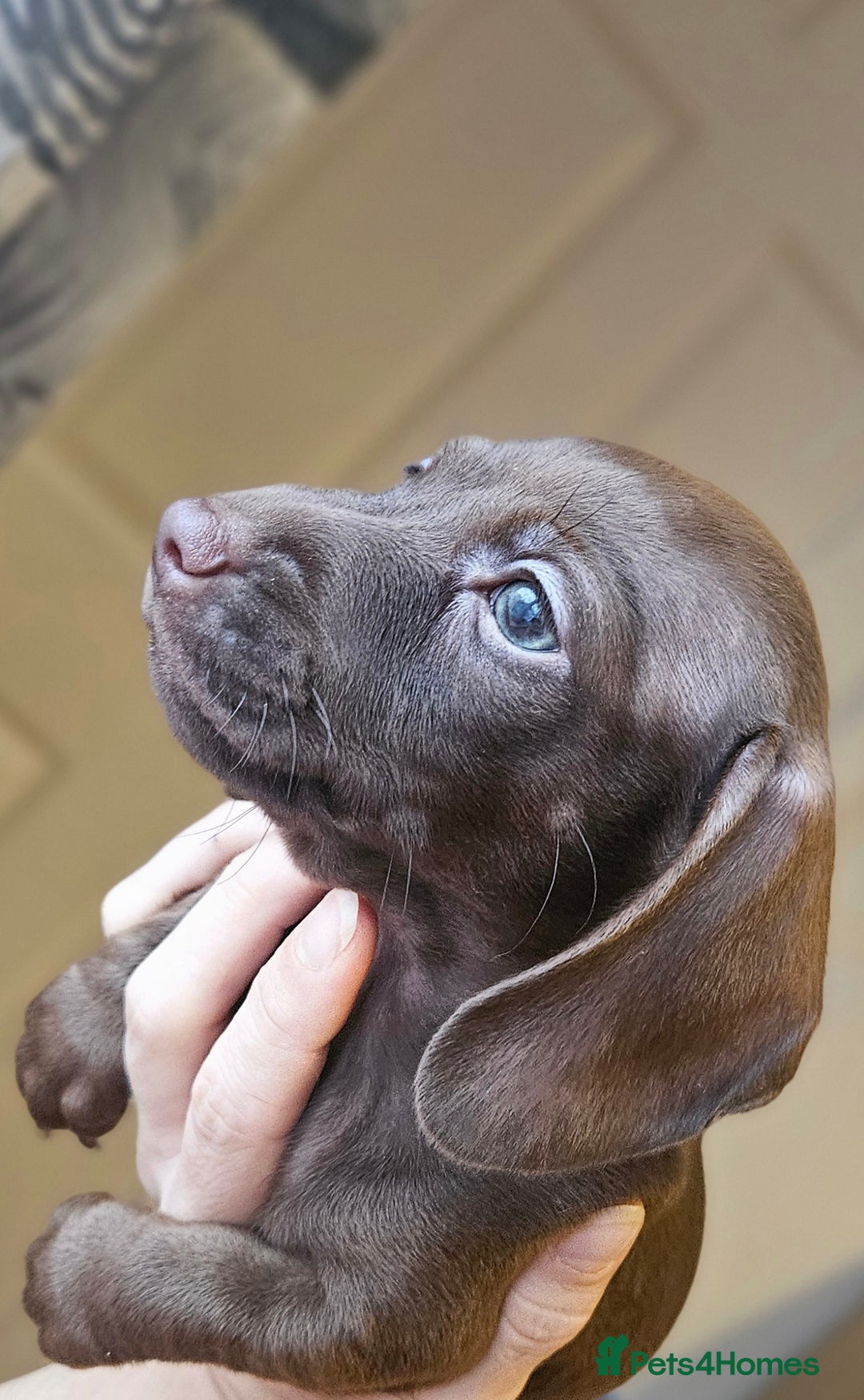 Miniature Dachshund dogs for sale: KC registered  PRA clear girls READY TO LEAVE  - Advert 15