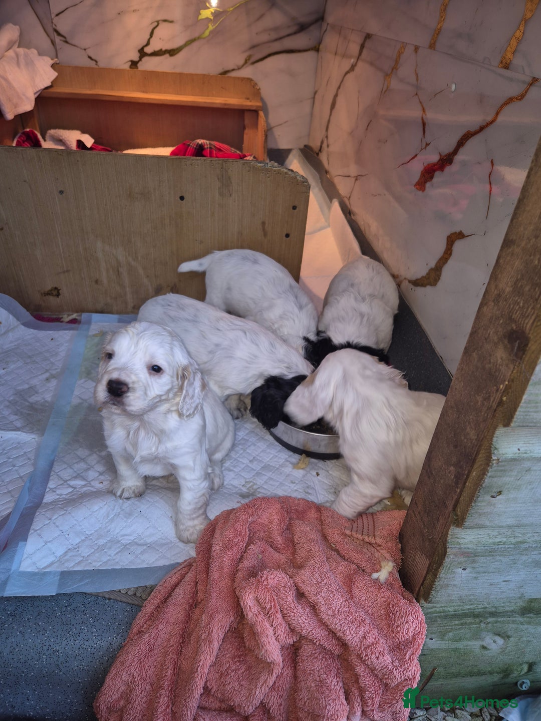 Cocker Spaniel dogs for sale: Cocker spaniel puppies - Advert 4