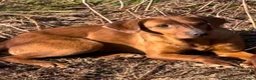 Labrador Retriever dogs for sale: FiOx red Labradors  - Advert 9