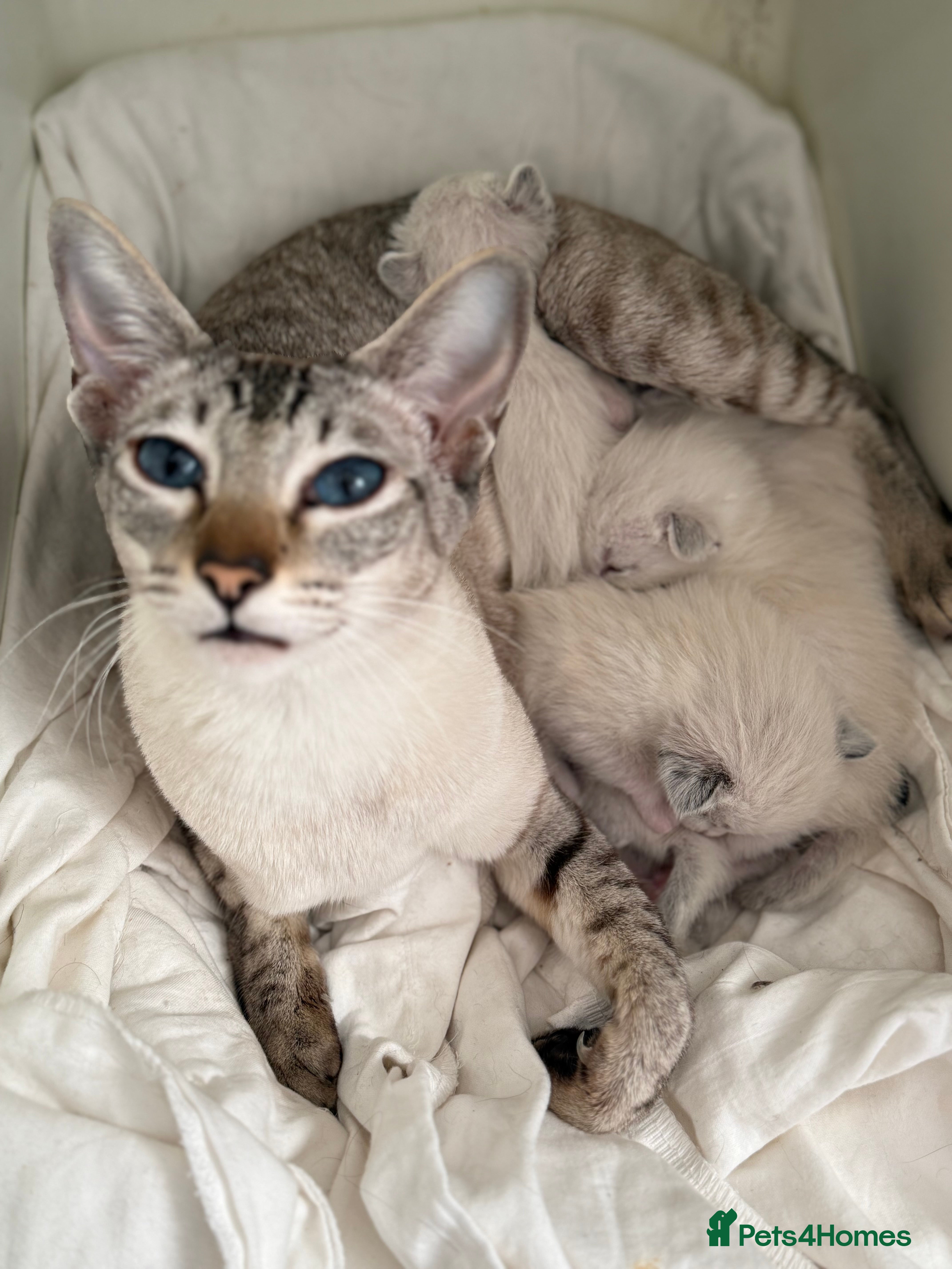 Ragdoll cats Ragdoll X Siamese - Advert 11