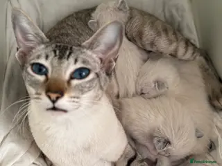 Ragdoll cats Ragdoll X Siamese - Advert 11