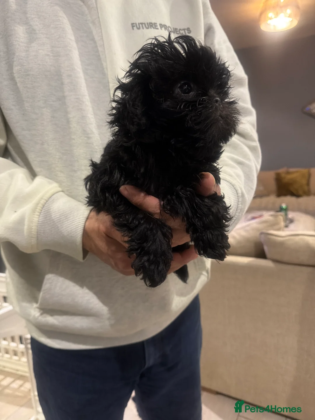 Shihpoo dogs for sale: Tiny Shih poo ready now  - Advert 4