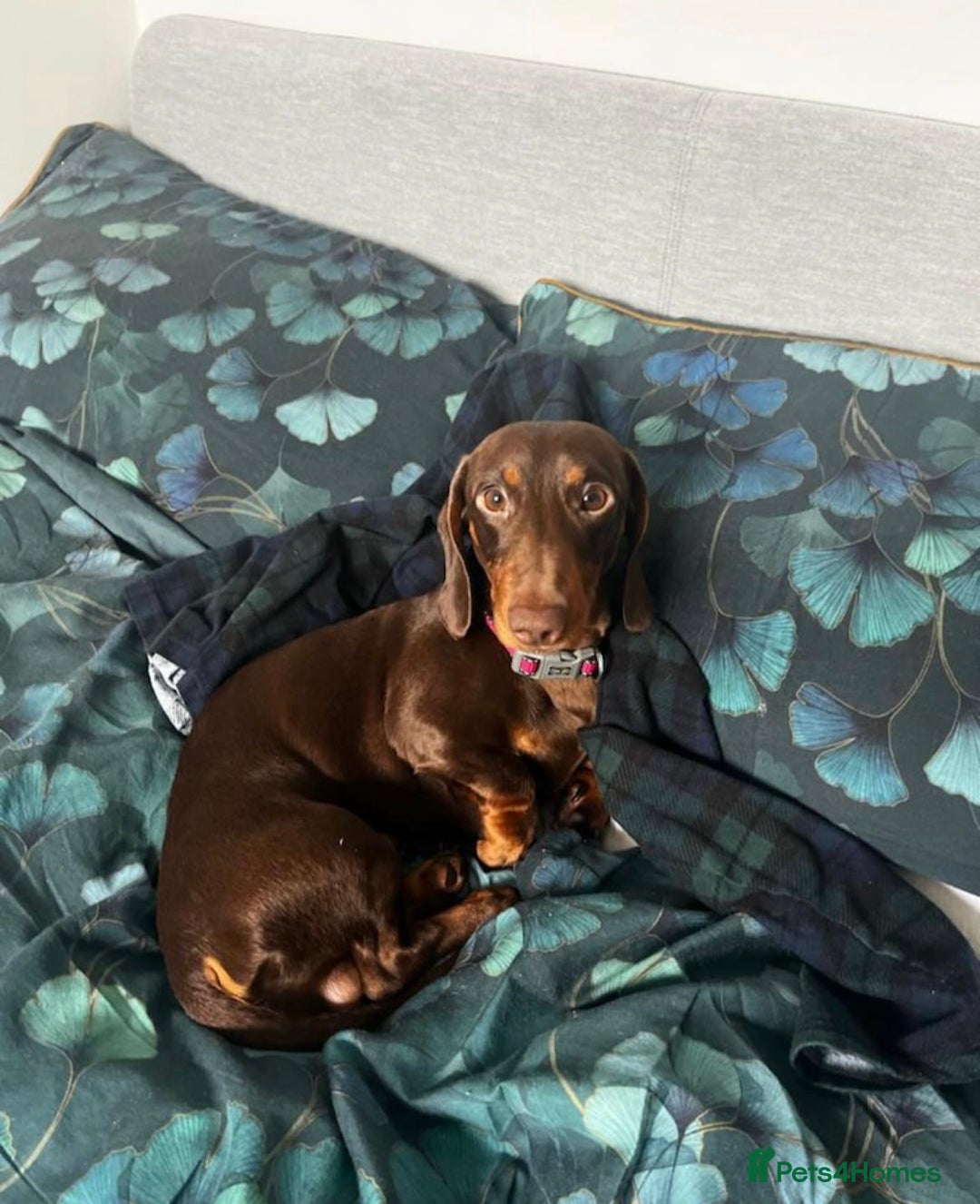 Dachshund dogs for sale: Gorgeous dachshund puppies  - Image 12