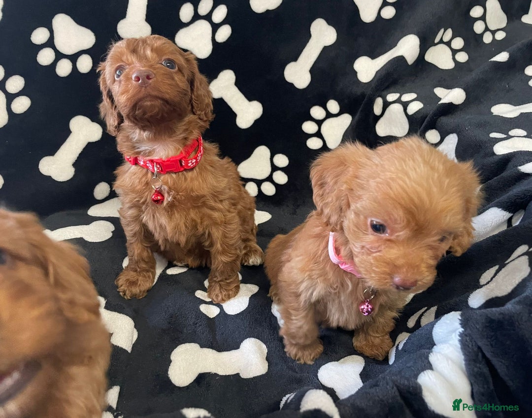 Cockapoo dogs for sale: Stunning Fox Red f1 cockapoo puppies  - Image 7