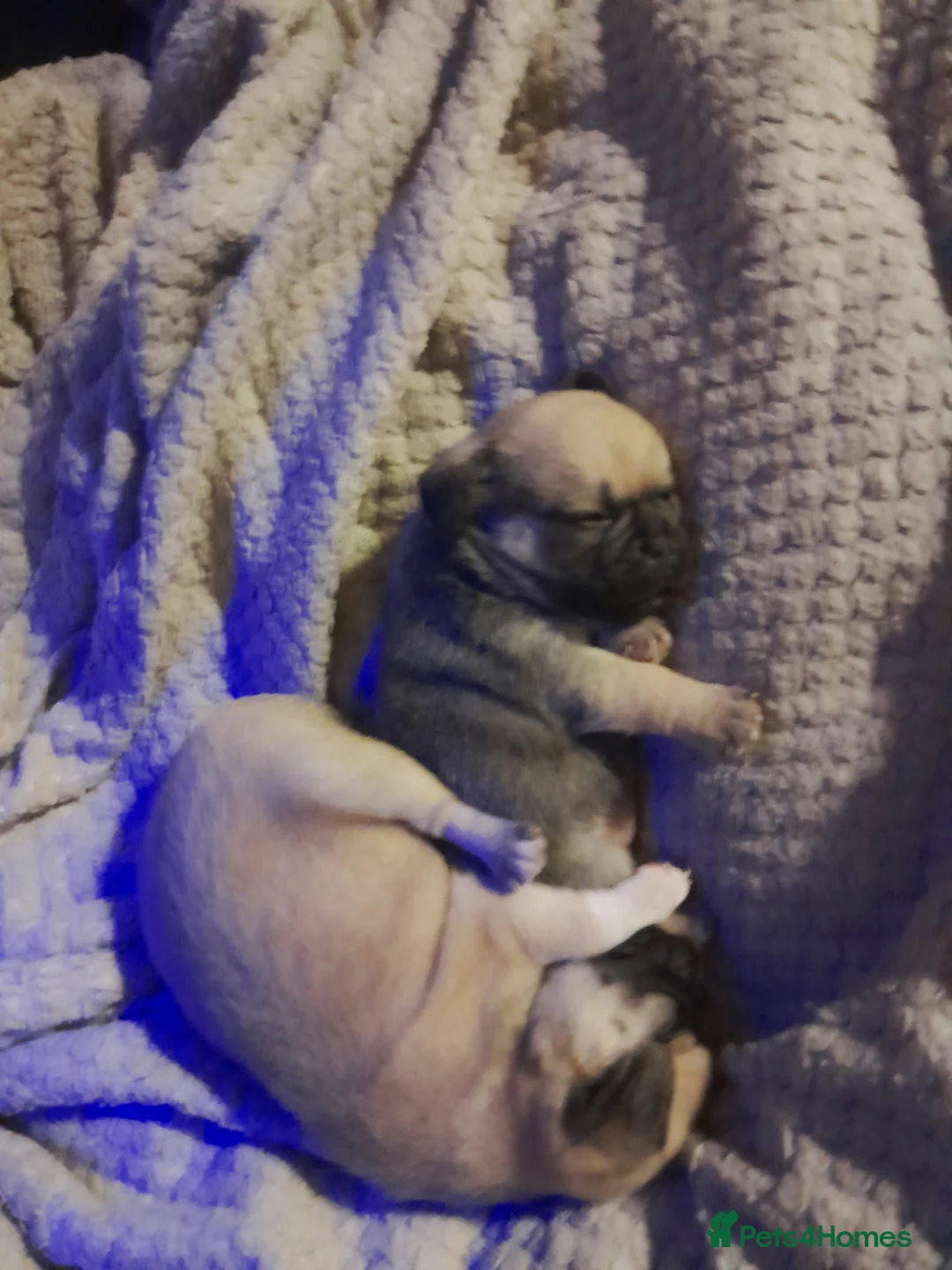 Mixed Breed dogs for sale: 2 pugs in Portsmouth - Advert 4