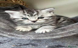 British Shorthair cats for sale: Black silver spotted British shorthair - Image 7