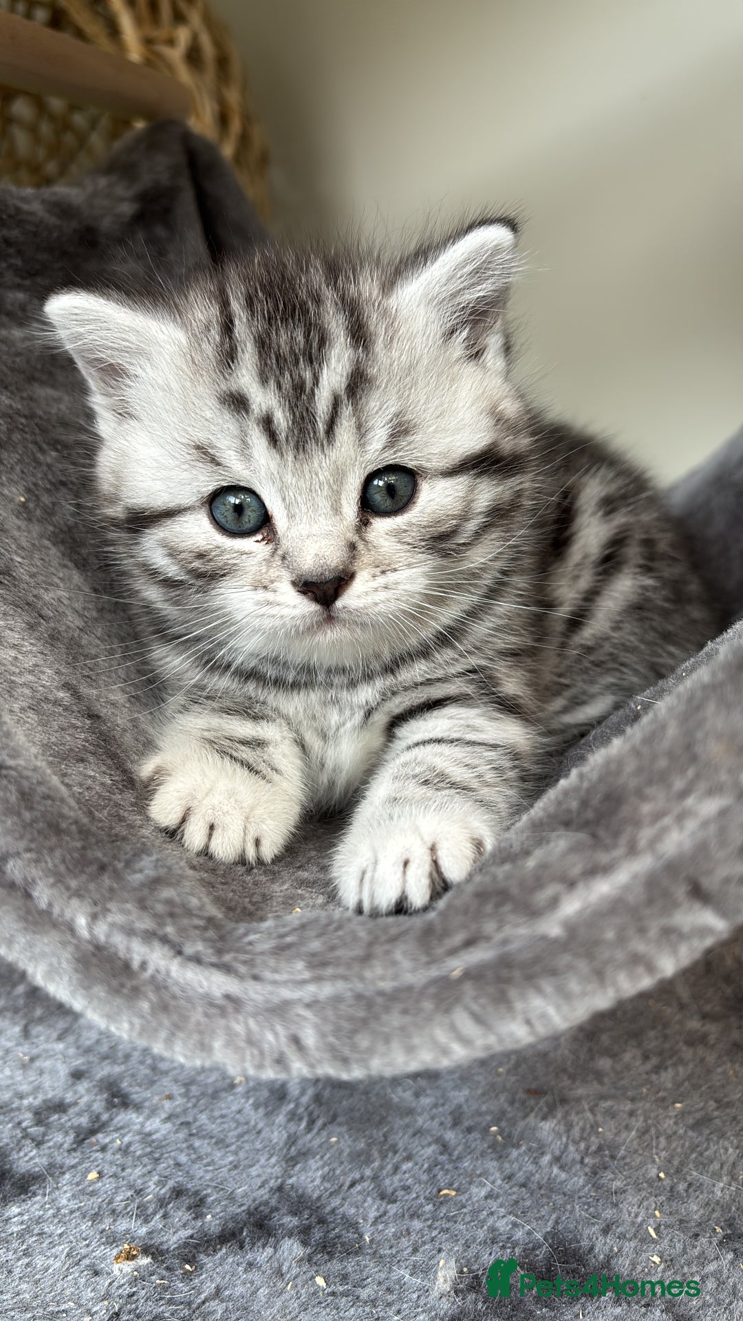 British Shorthair cats for sale: Black silver spotted British shorthair - Image 7