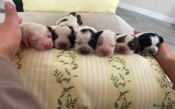 Cocker Spaniel dogs for sale: Healthy puppies - Image 2
