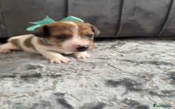 Jack Russell dogs for sale: One boy and one girl Jack Russell left  - Image 21