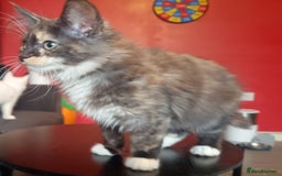 Maine Coon cats for sale: Maine Coon kittens in Manchester  - Image 20