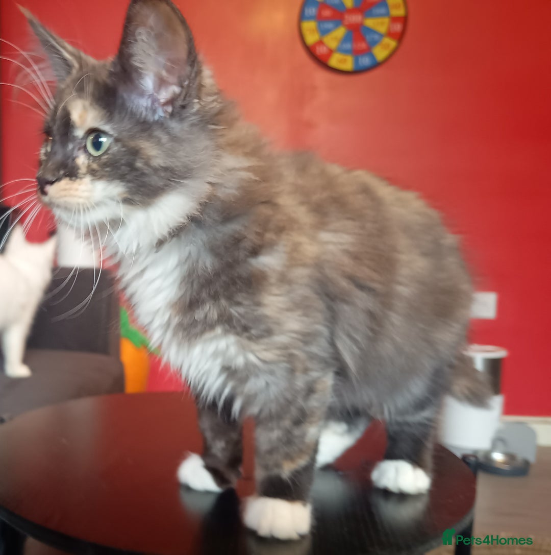 Maine Coon cats for sale: Maine Coon kittens in Manchester  - Image 20