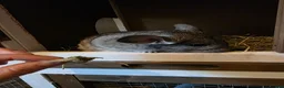 Chinchilla rodents for sale: Cutest baby chinchillas!  - Advert 13