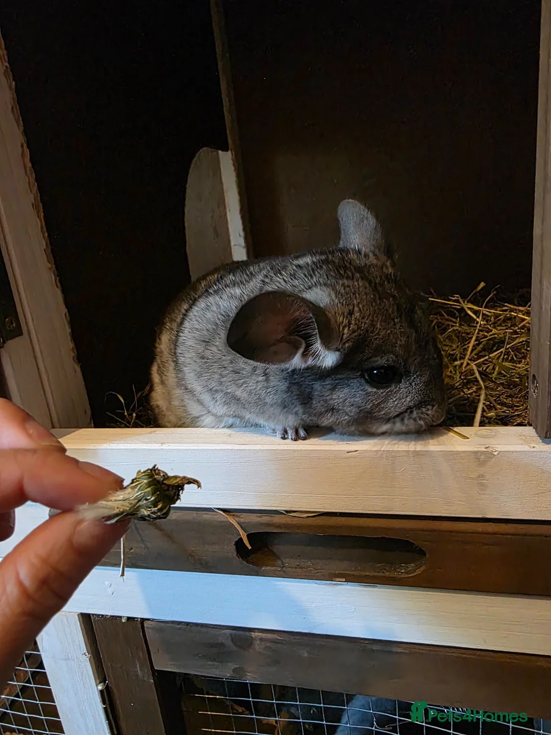 Chinchilla rodents for sale: Cutest baby chinchillas!  - Advert 13