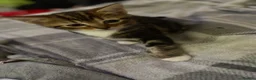 Mixed Breed cats for sale: 4 beautiful kittens  - Advert 13