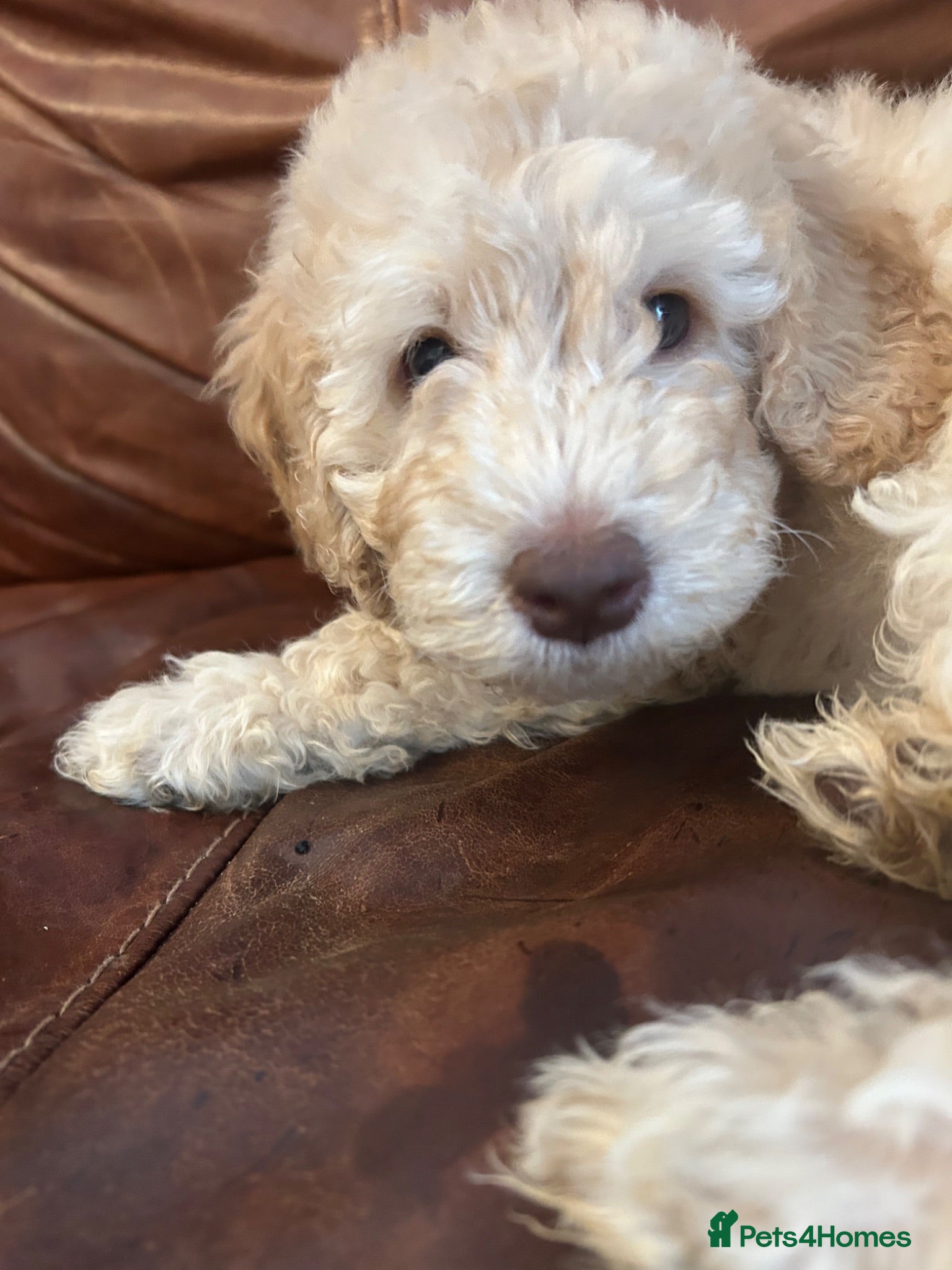 Labradoodle dogs Rare multi generational labradoodle Puppies - Advert 2