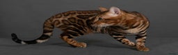 Bengal cats for sale: Angeldust Bengals - Retiring TICA registered Stud - Advert 1