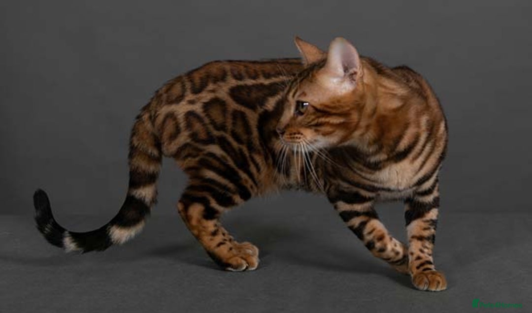 Bengal cats for sale: Angeldust Bengals - Retiring TICA registered Stud - Advert 1