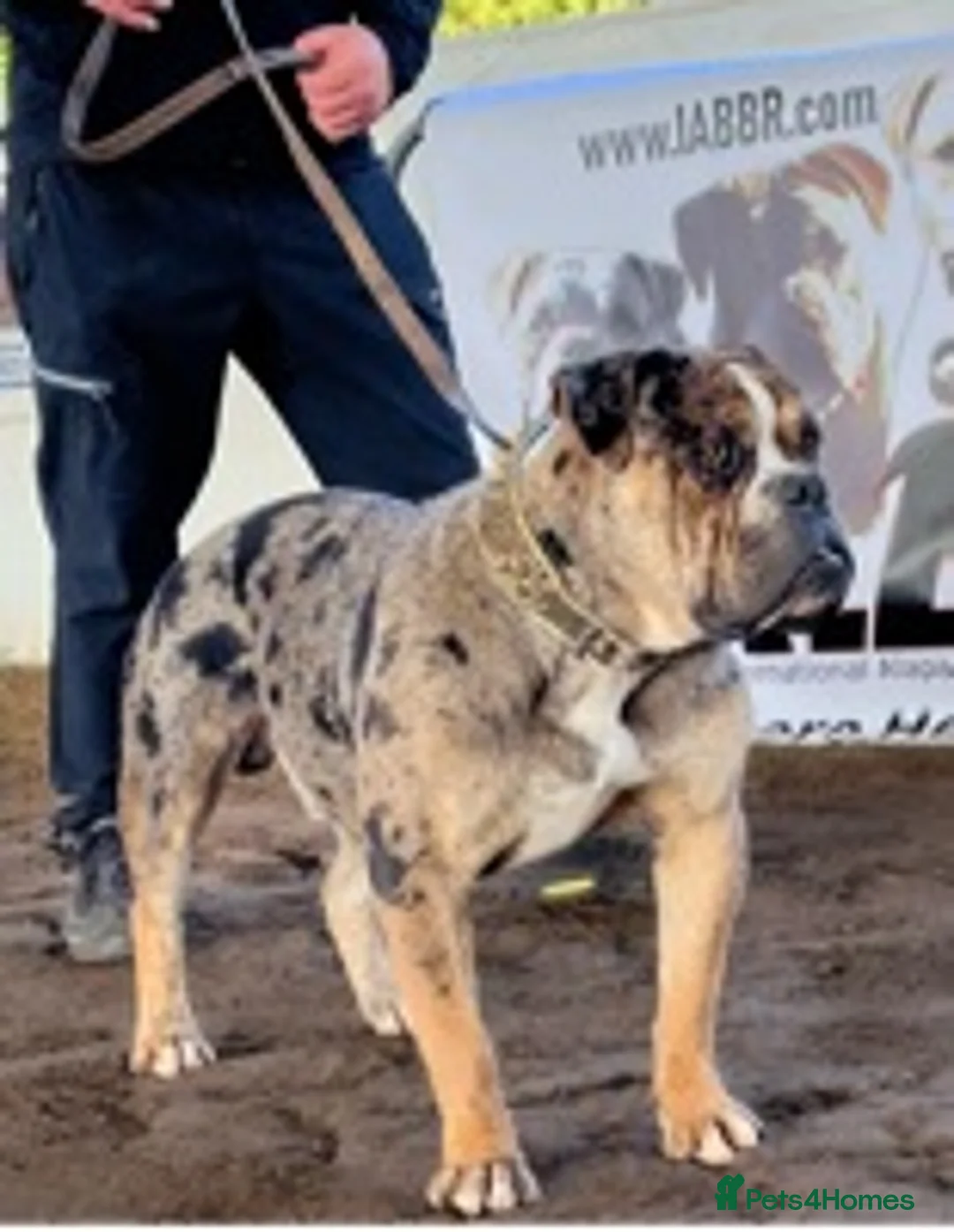 Alapaha Blue Blood Bulldog dogs for stud: NECKS ALAPAHA UK LINGRENS XANTHOS TRI( at/at )  in Wallasey - Advert 2